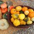 Colori d’autunno: la zucca